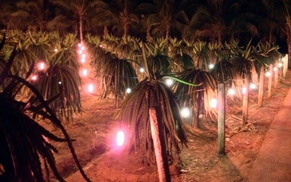 前江省旨在開發(fā)農(nóng)業(yè)可再生能源