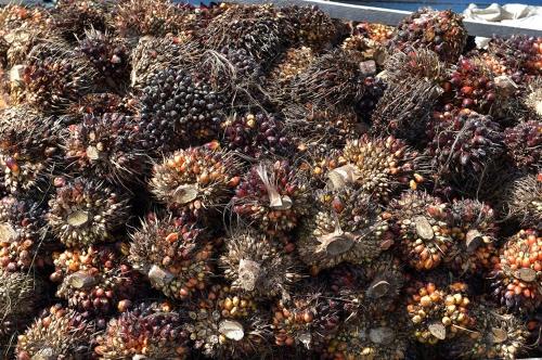 現(xiàn)代，LG將在印度尼西亞建設(shè)生物柴油工廠